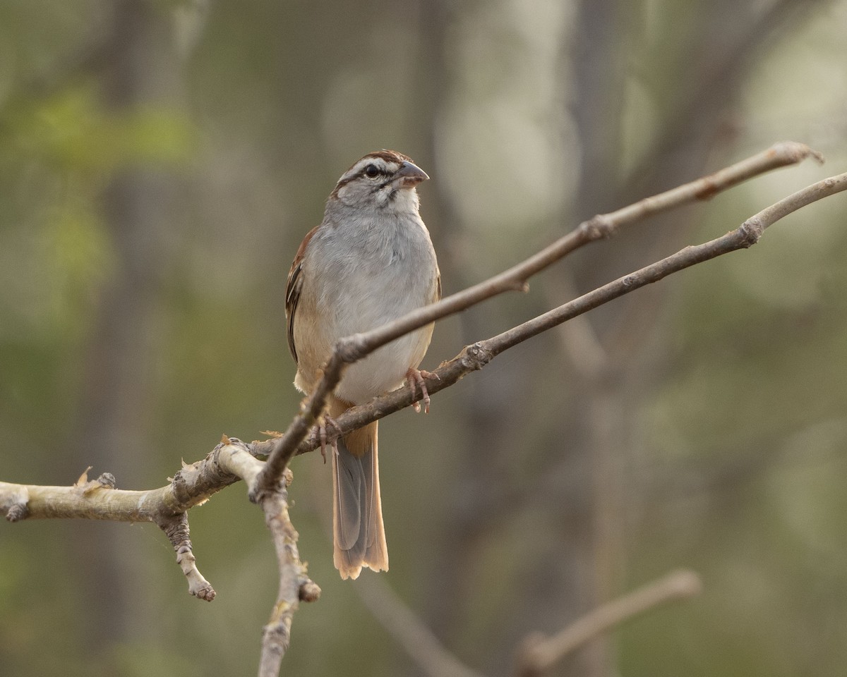 Cinnamon-tailed Sparrow - Anthony Kaduck