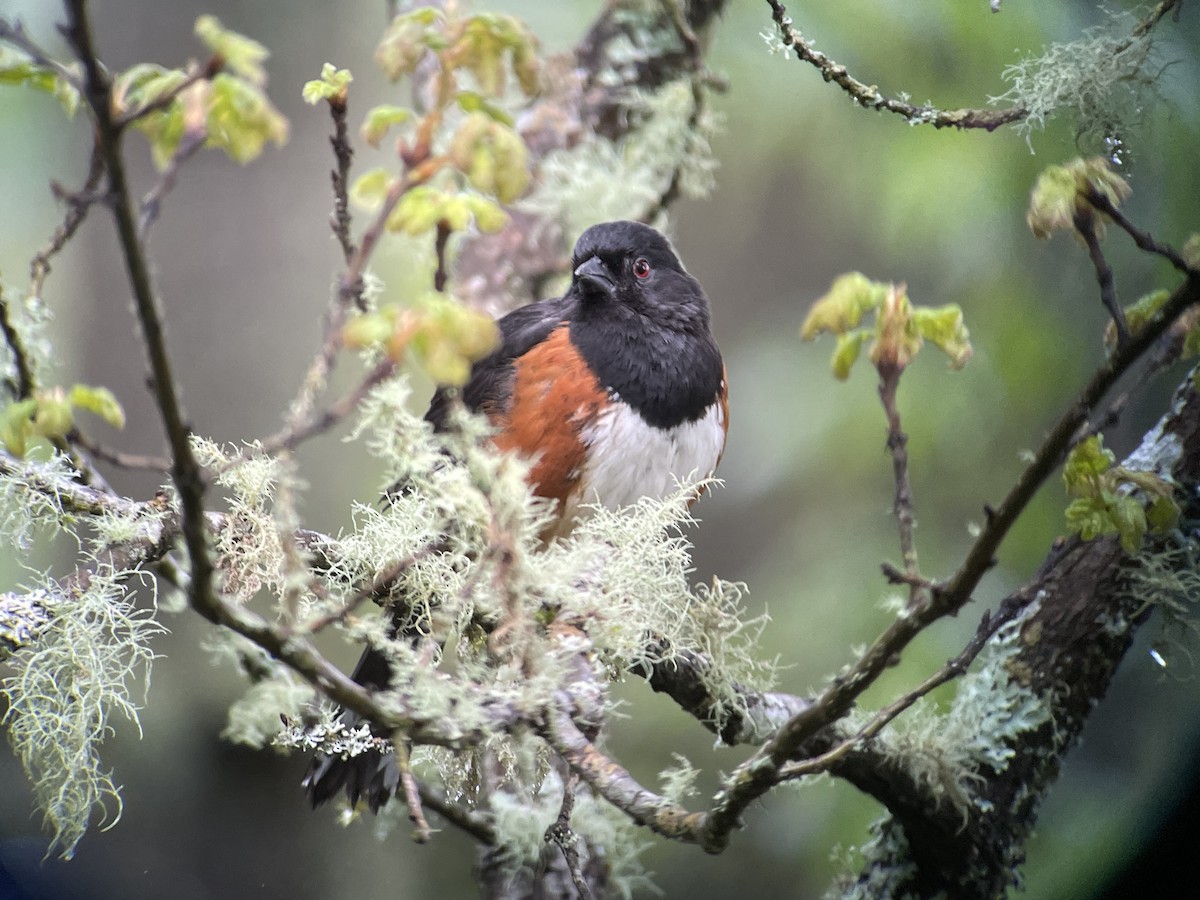 Spotted Towhee - ML617990379