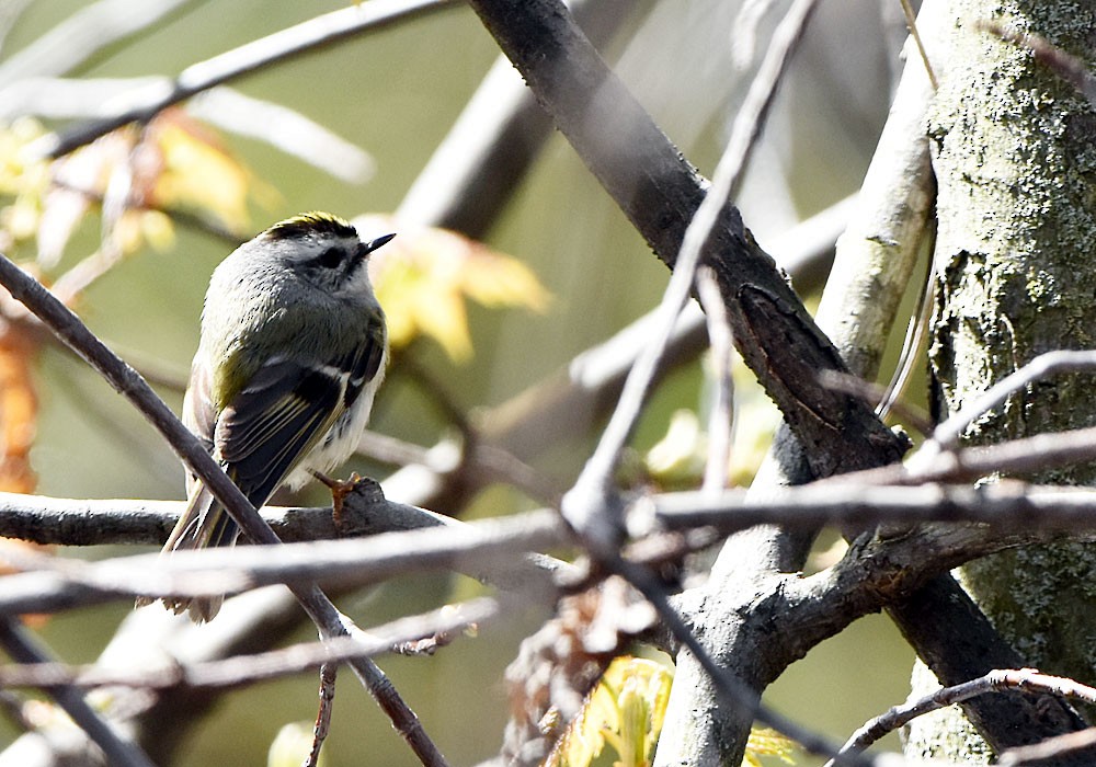 Golden-crowned Kinglet - Ian Shalapata