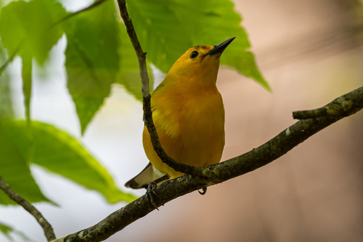 Prothonotary Warbler - ML617990404