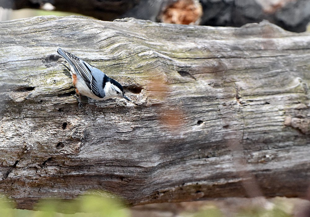 White-breasted Nuthatch - ML617990406