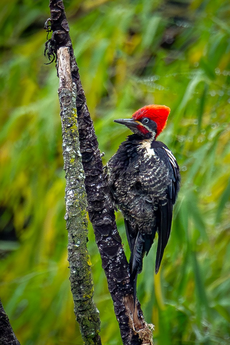 Lineated Woodpecker - Heiler Uribe