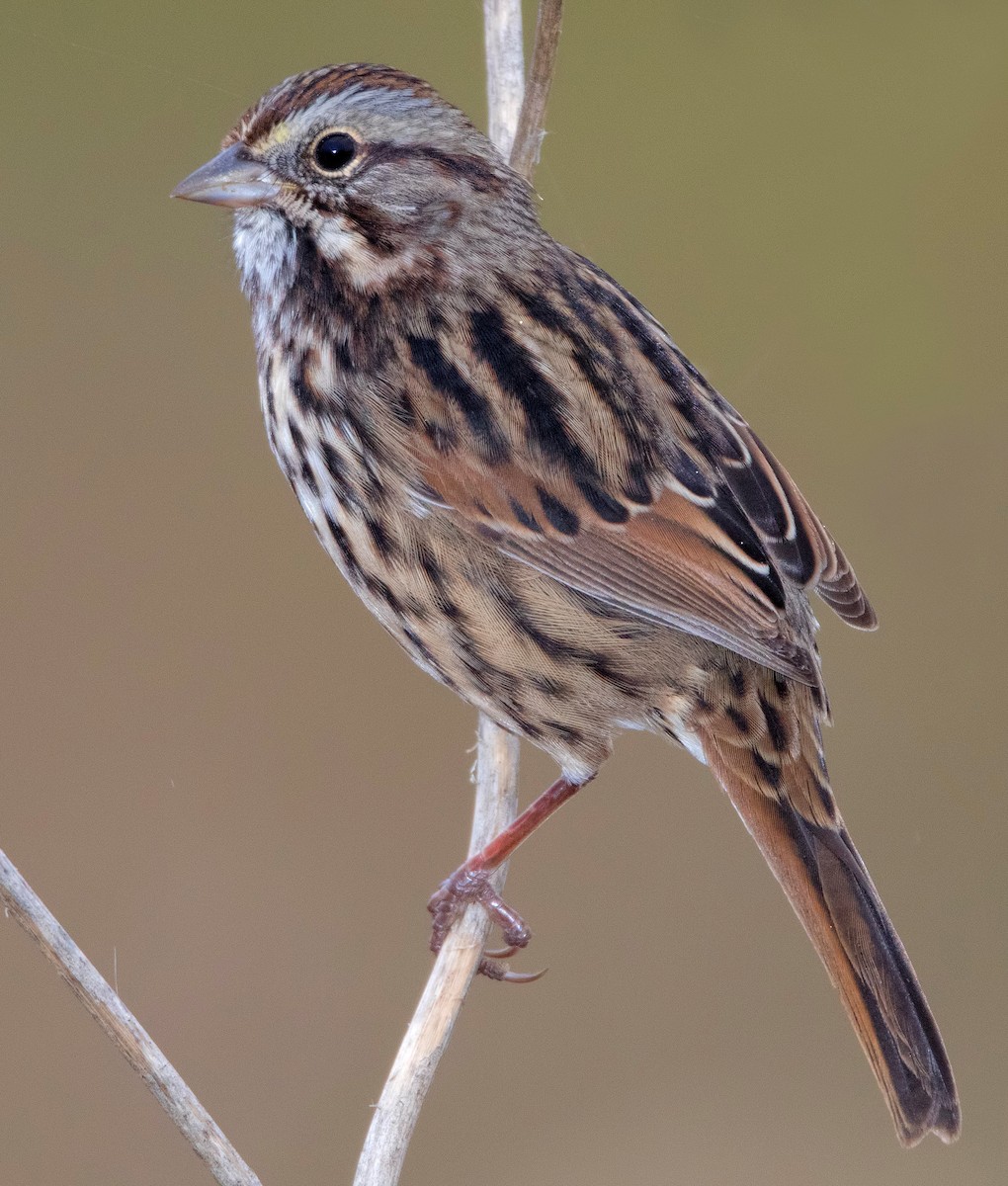 Song Sparrow - Mark Chappell