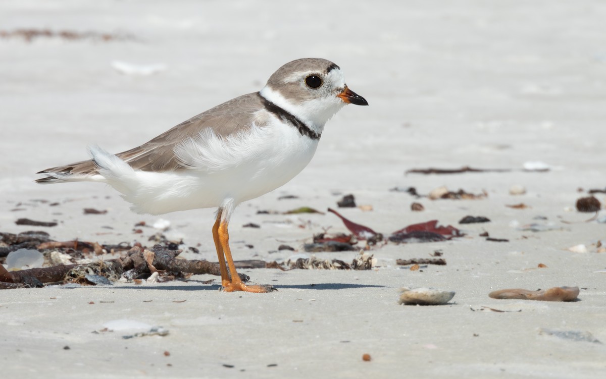 Piping Plover - ML617990481