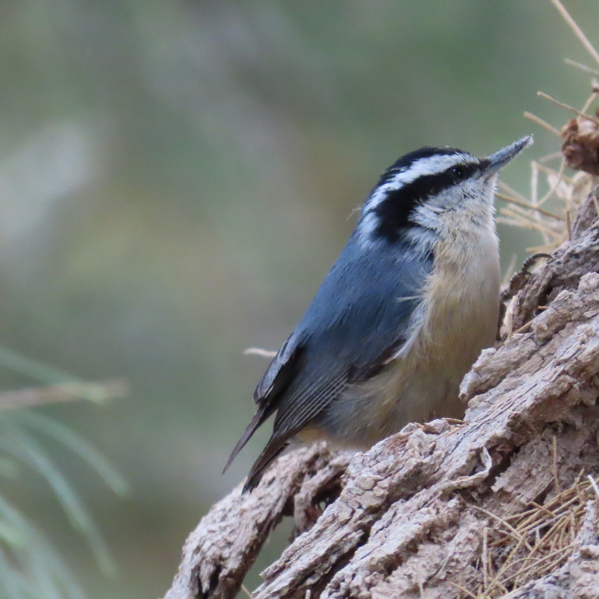 Red-breasted Nuthatch - ML617990500