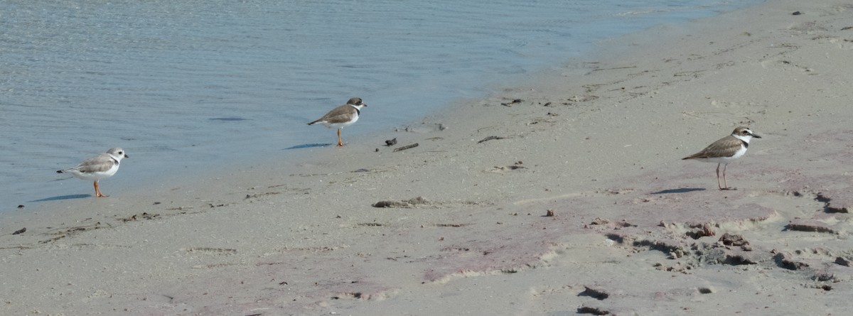 Semipalmated Plover - ML617990509