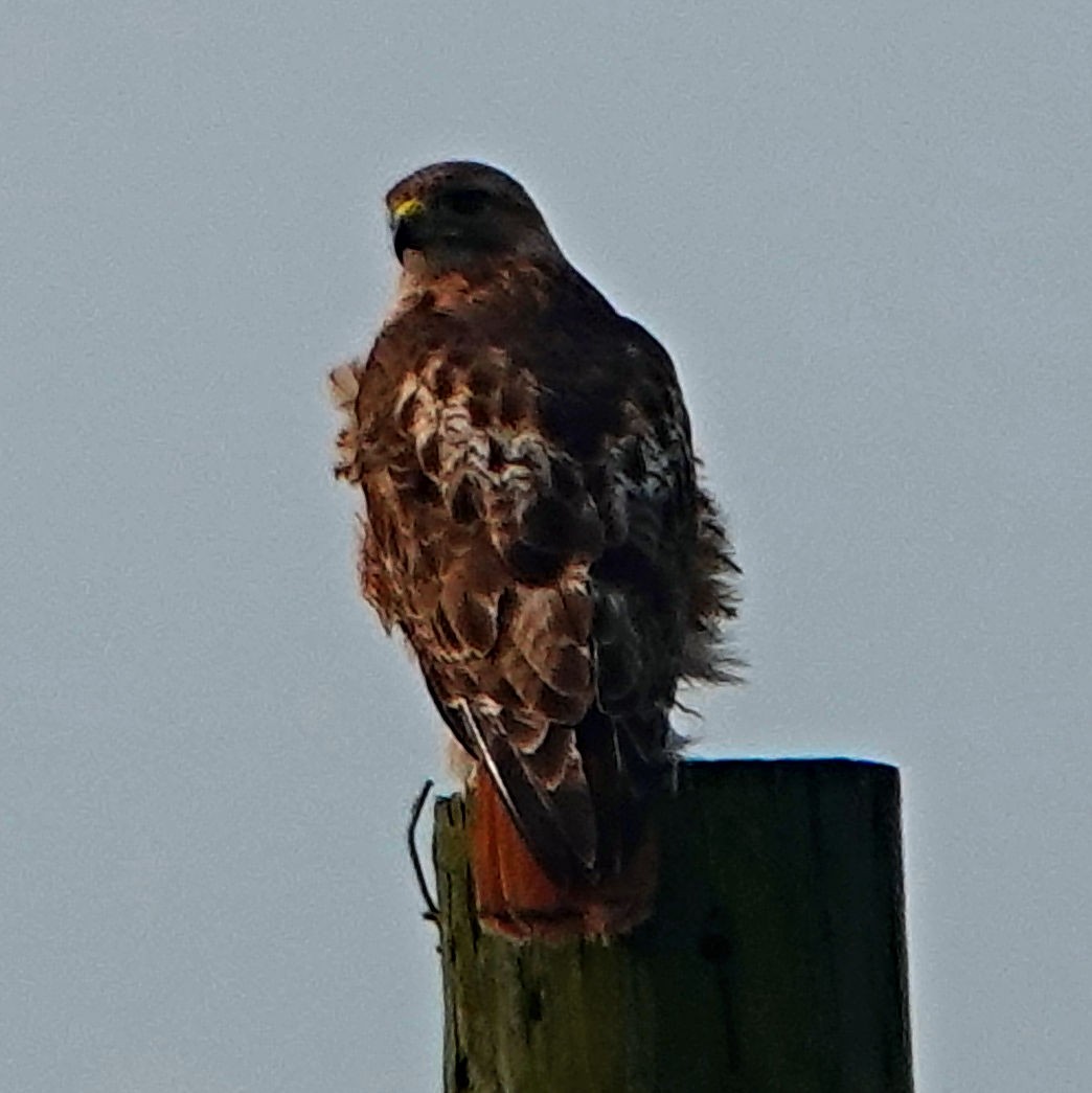 Red-tailed Hawk - ML617990549