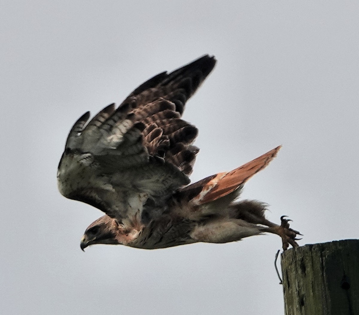 Red-tailed Hawk - ML617990550