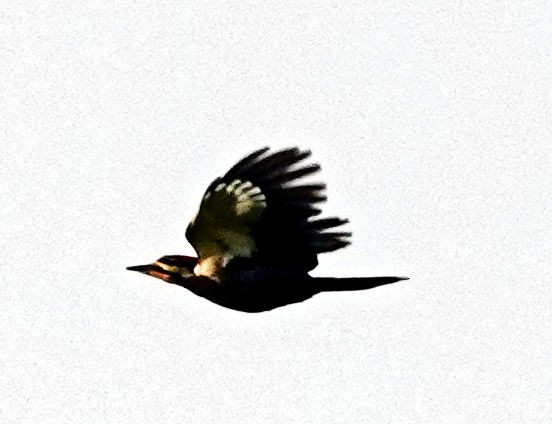 Pileated Woodpecker - ML617990592