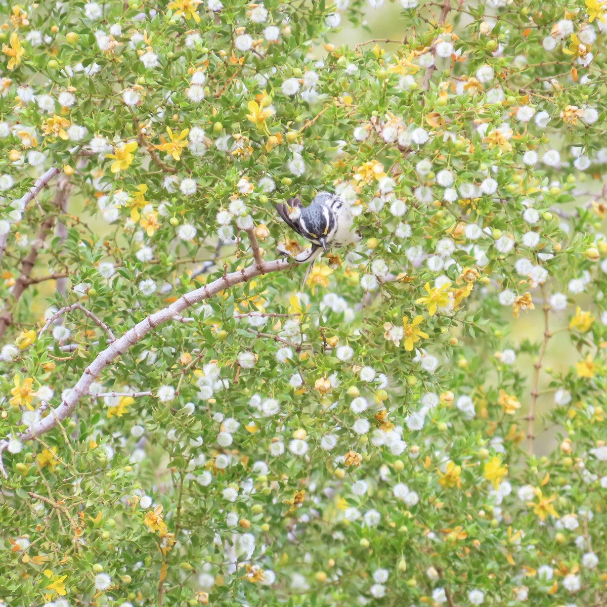Black-throated Gray Warbler - ML617990595