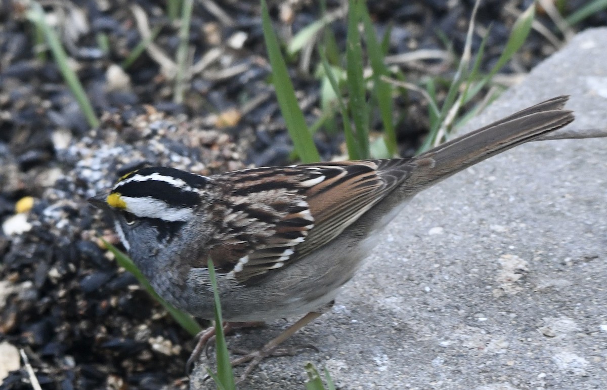 White-throated Sparrow - ML617990614