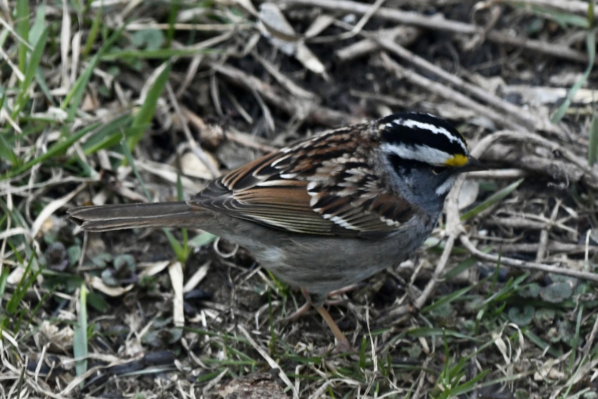 White-throated Sparrow - ML617990615