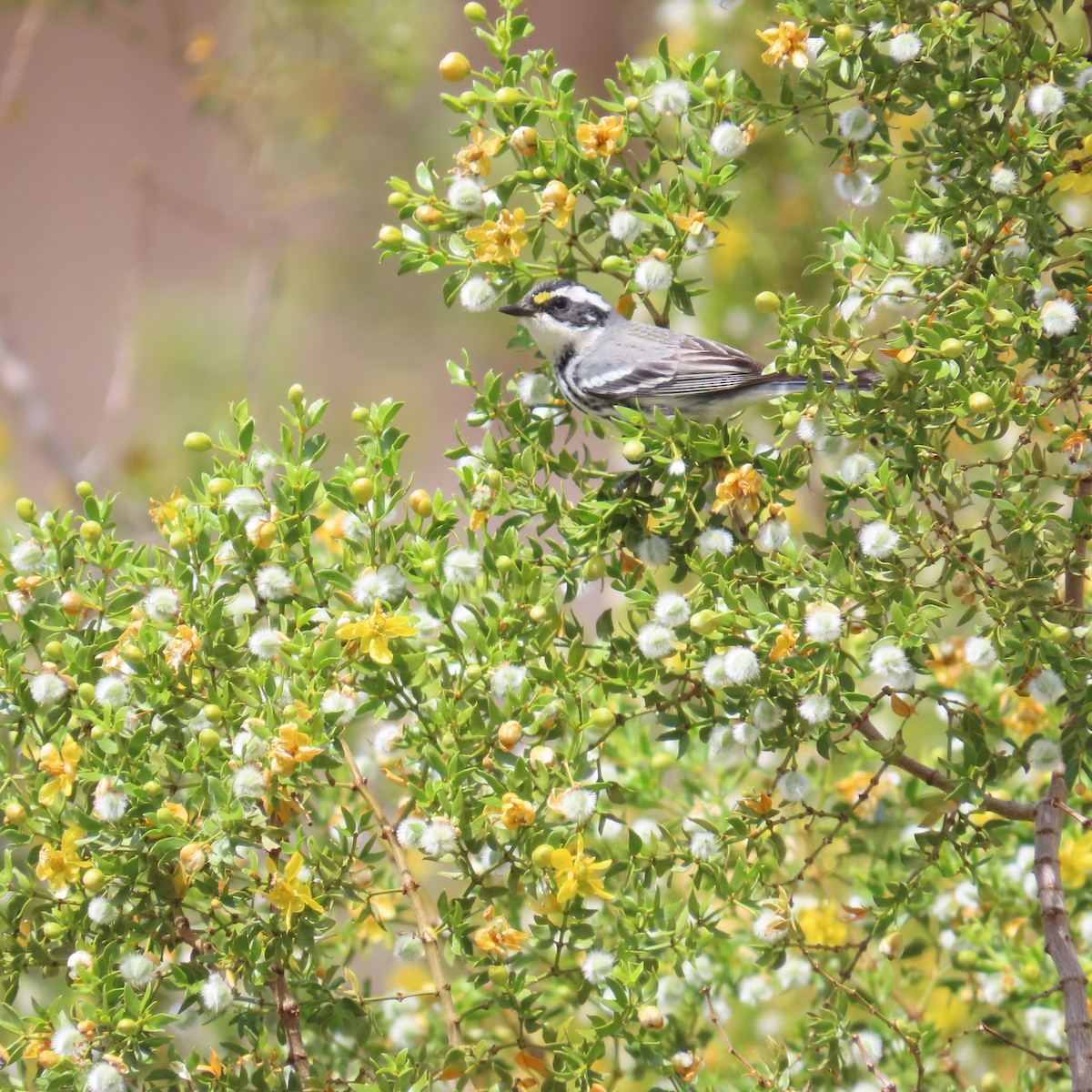 Black-throated Gray Warbler - ML617990634