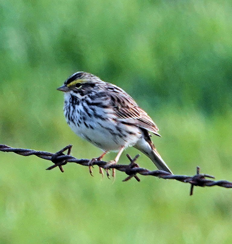 Savannah Sparrow - ML617990690