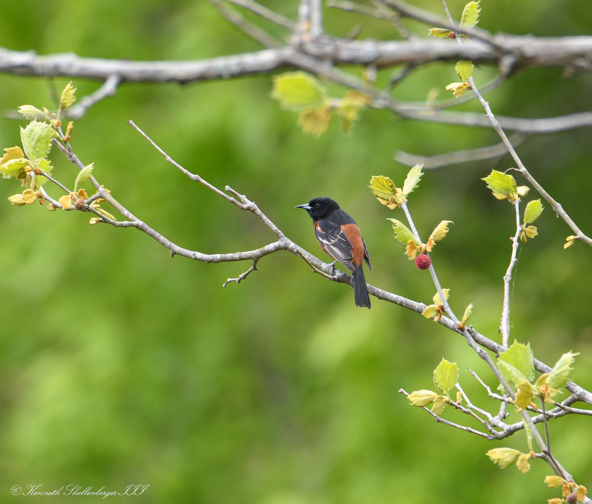 Orchard Oriole - ML617990717