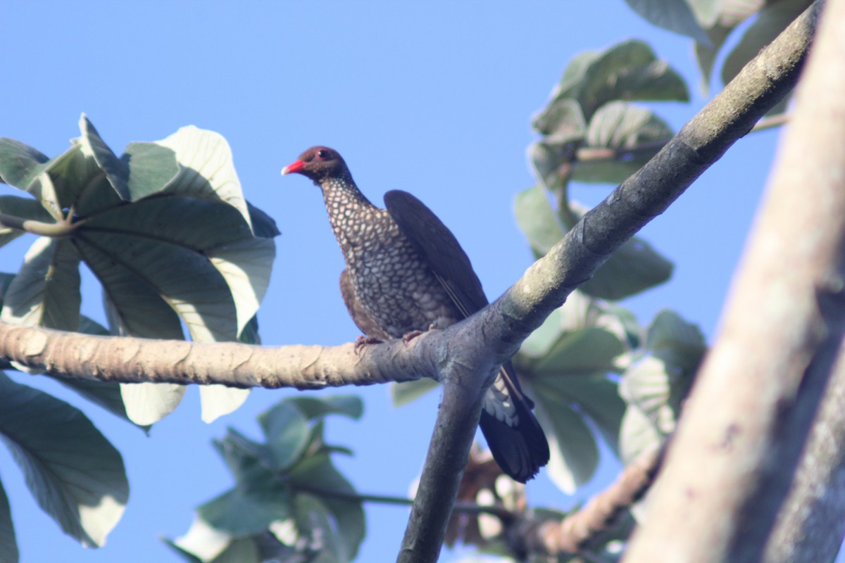Scaled Pigeon - ML617990724
