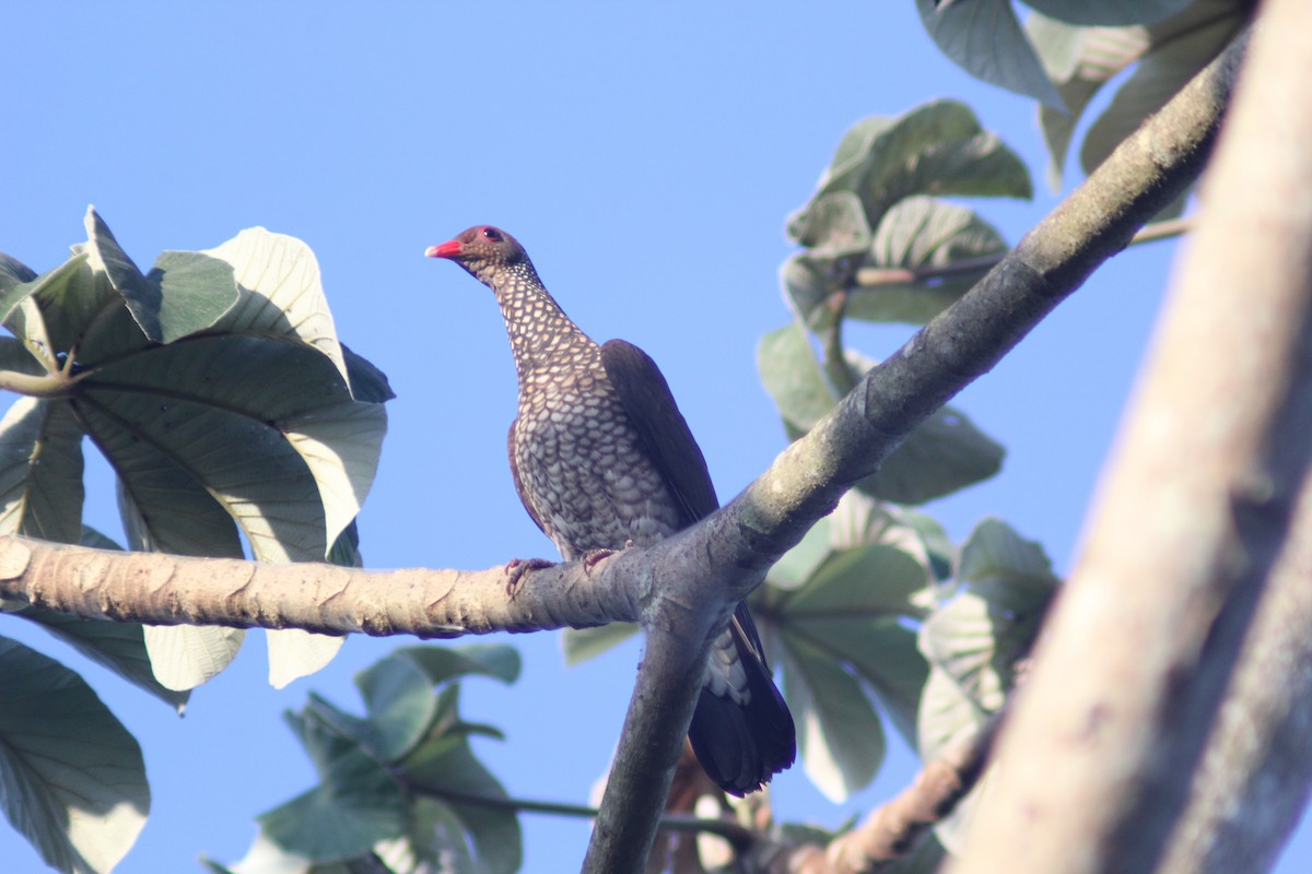 Scaled Pigeon - ML617990725