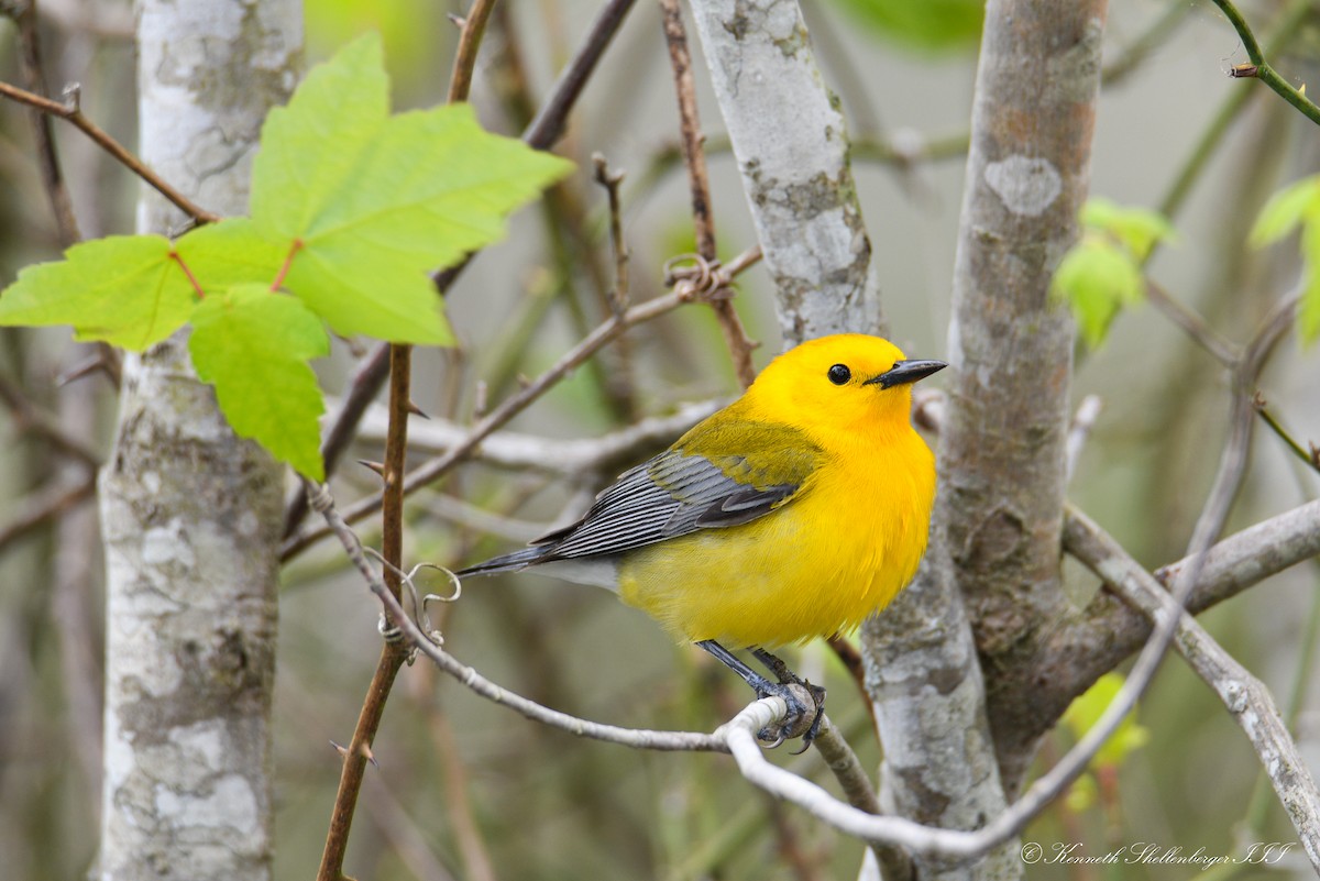 Prothonotary Warbler - ML617990726