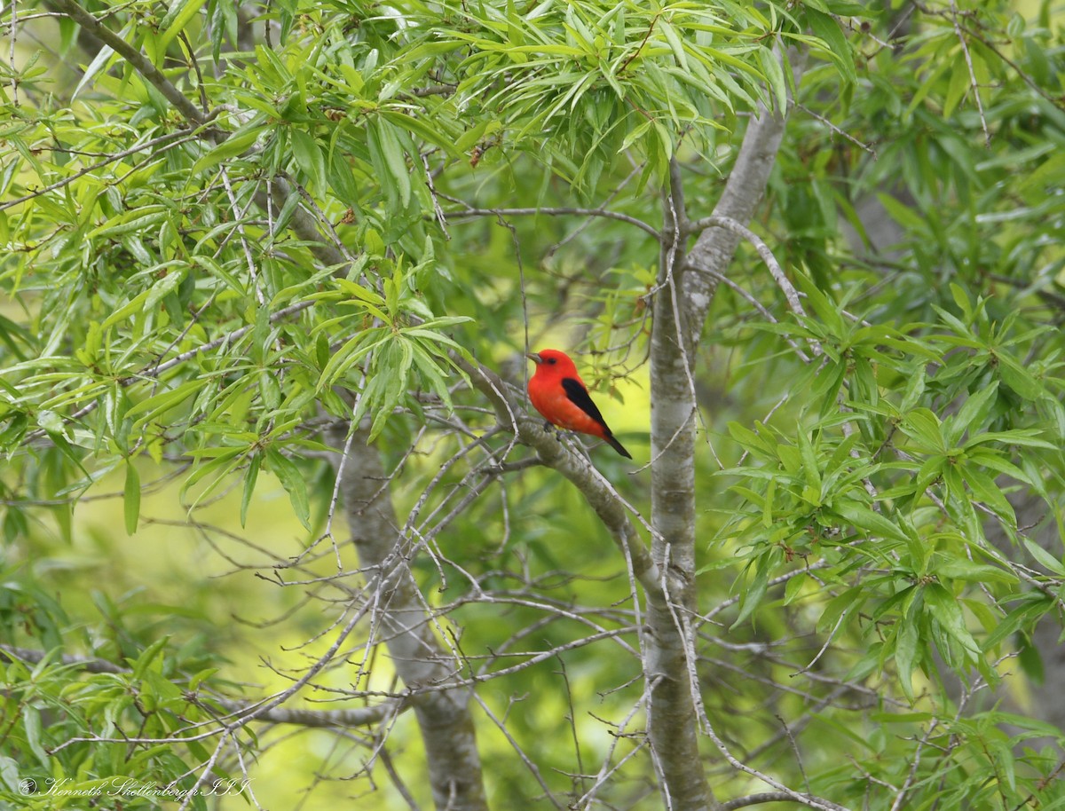 Scarlet Tanager - ML617990758