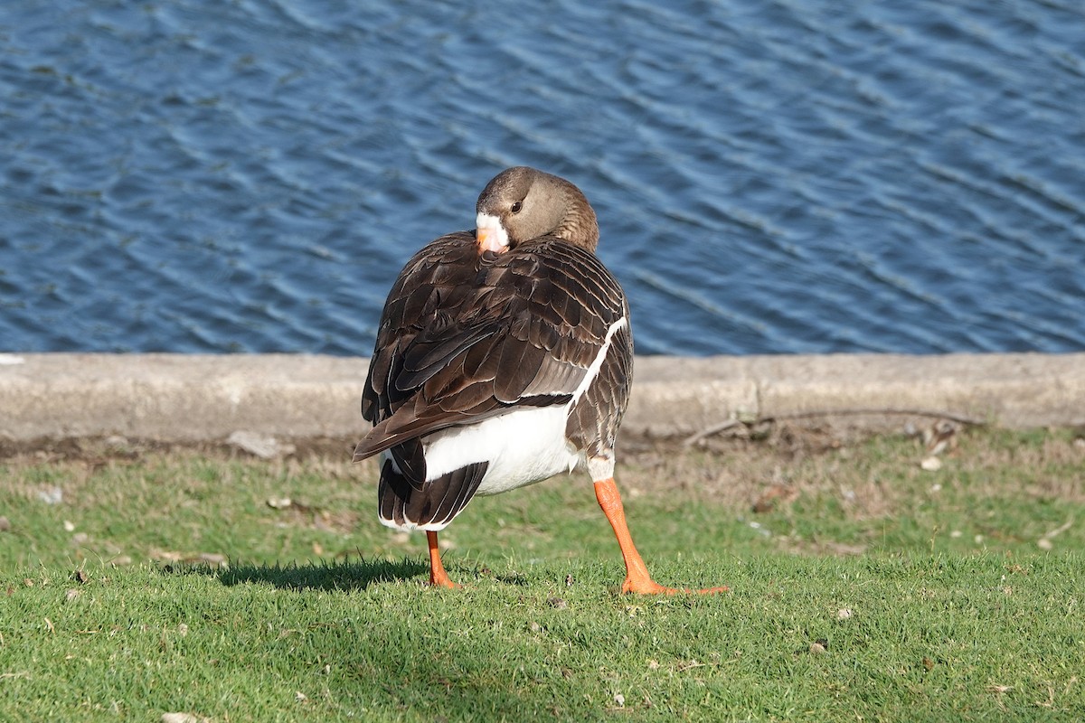 Greater White-fronted Goose - ML617990779