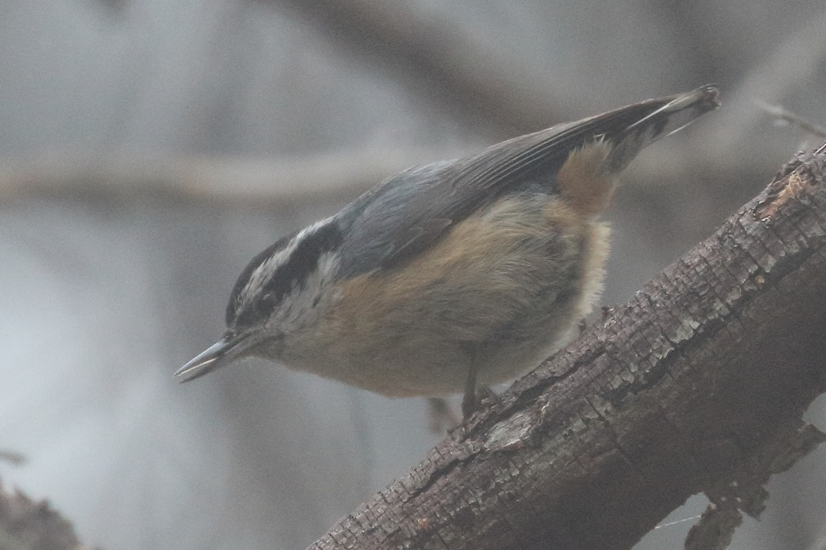 Red-breasted Nuthatch - ML617990780
