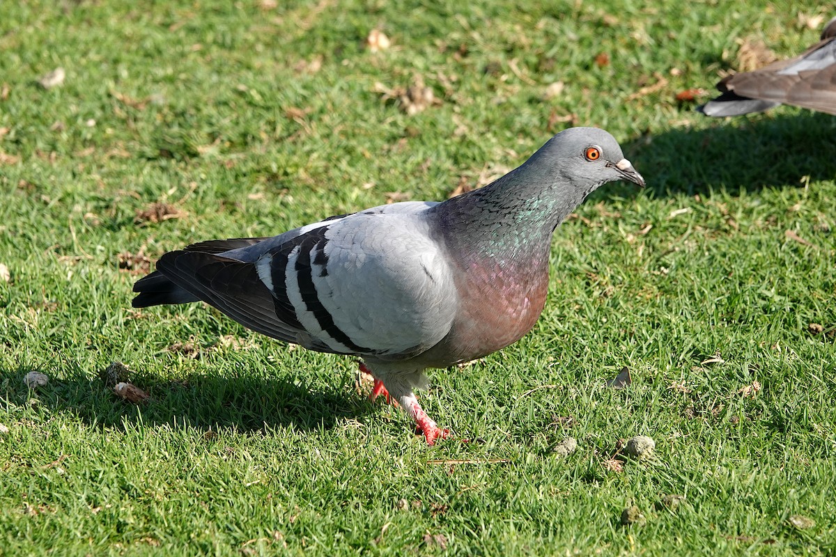 Rock Pigeon (Feral Pigeon) - Steve Neely