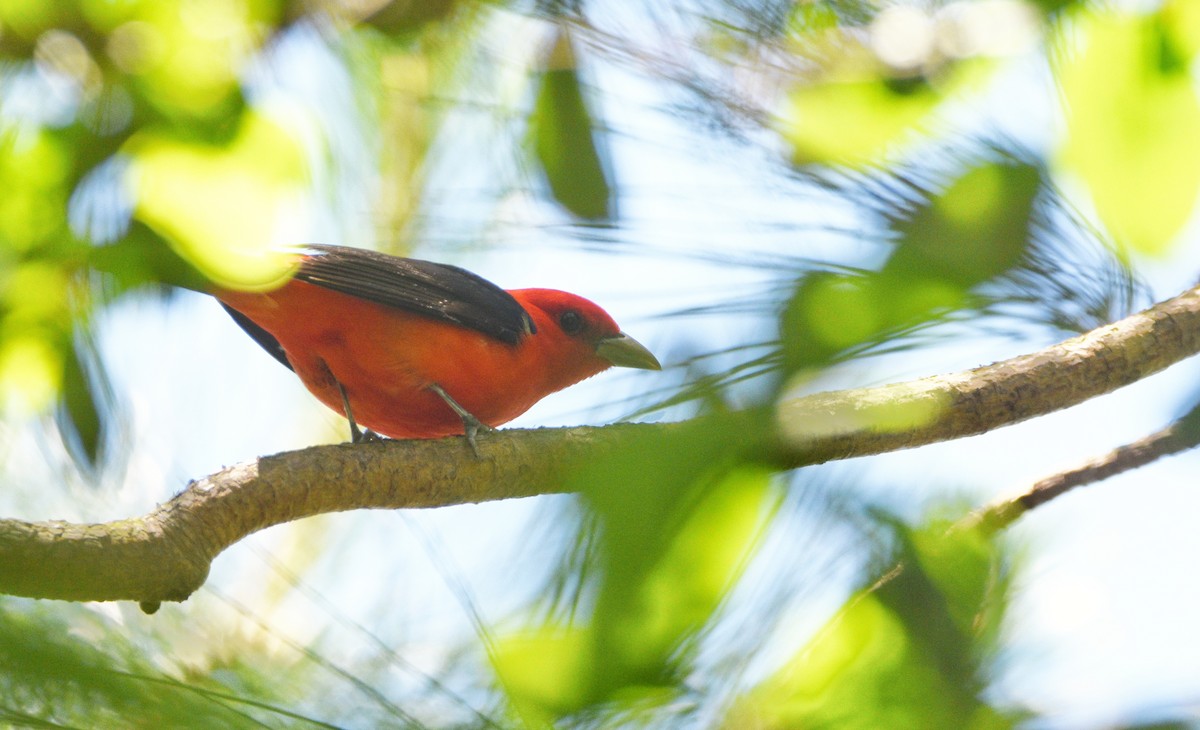 Scarlet Tanager - ML617990890