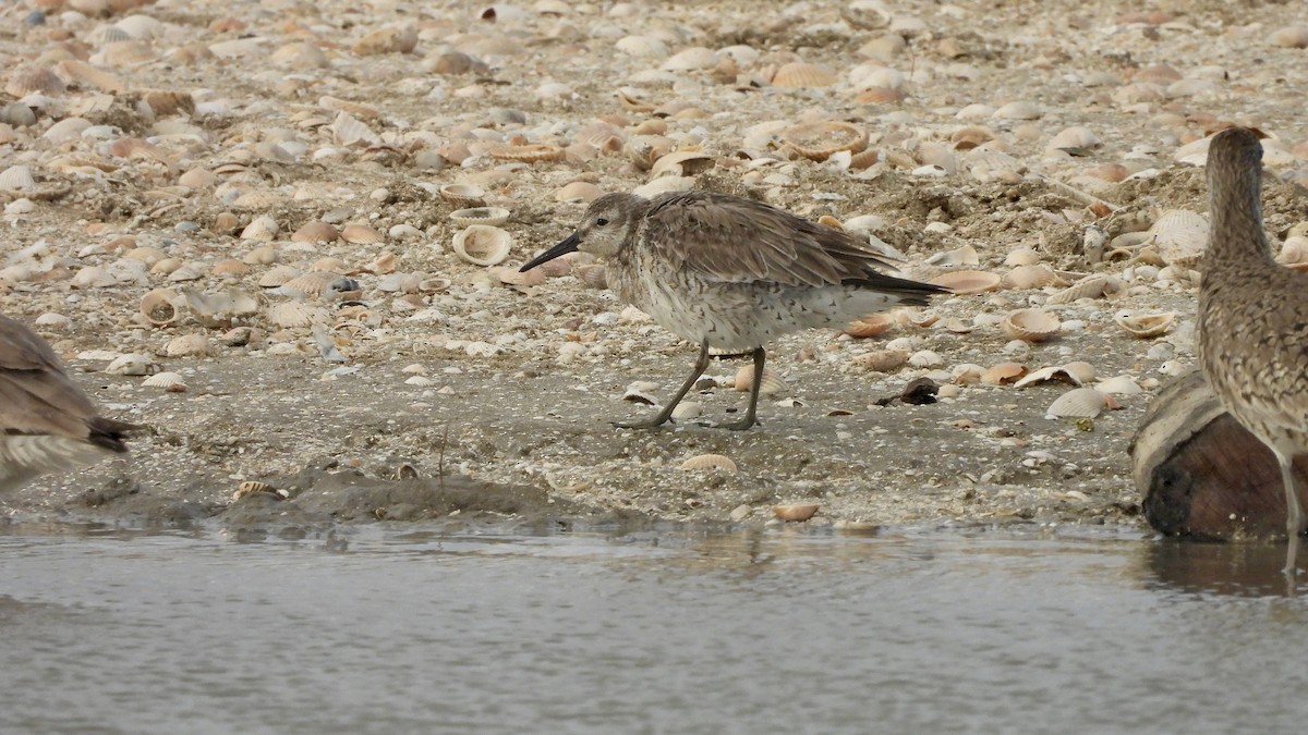 Red Knot - ML617990915