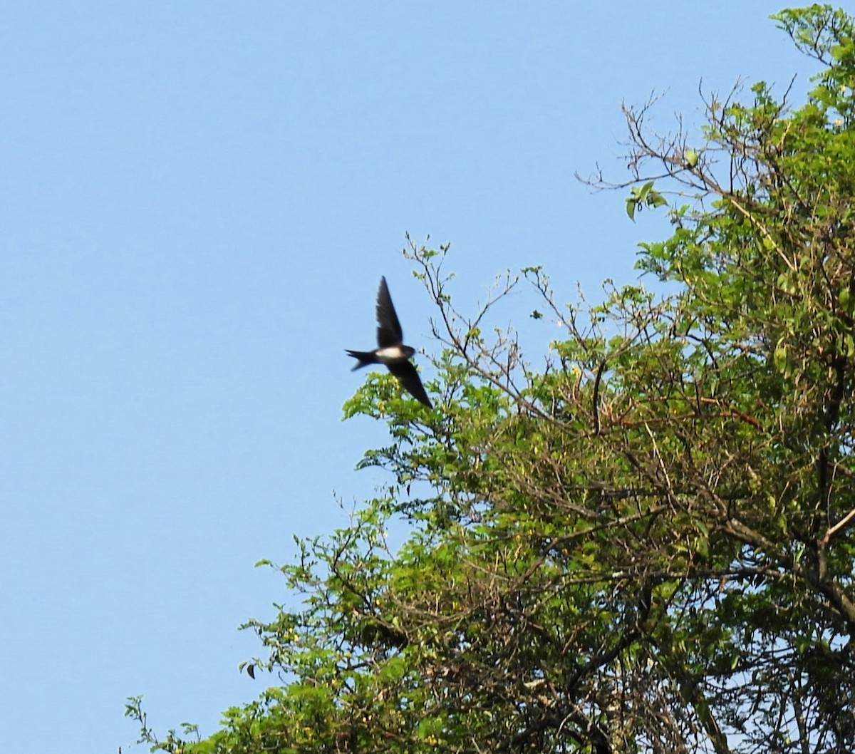 Black-capped Swallow - ML617990948