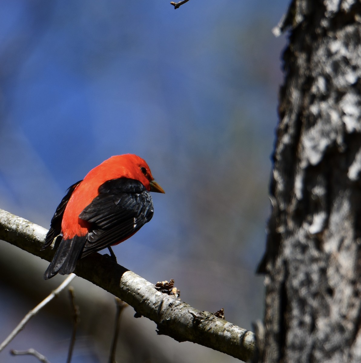 Scarlet Tanager - ML617990981