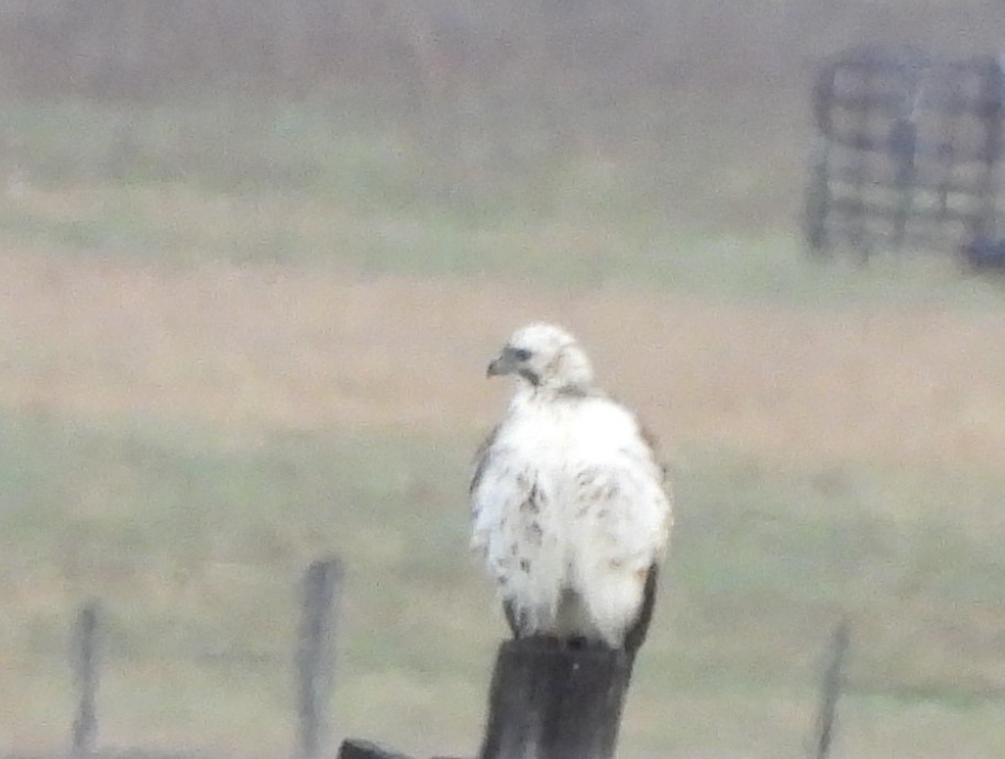 Red-tailed Hawk (Harlan's) - ML617990982