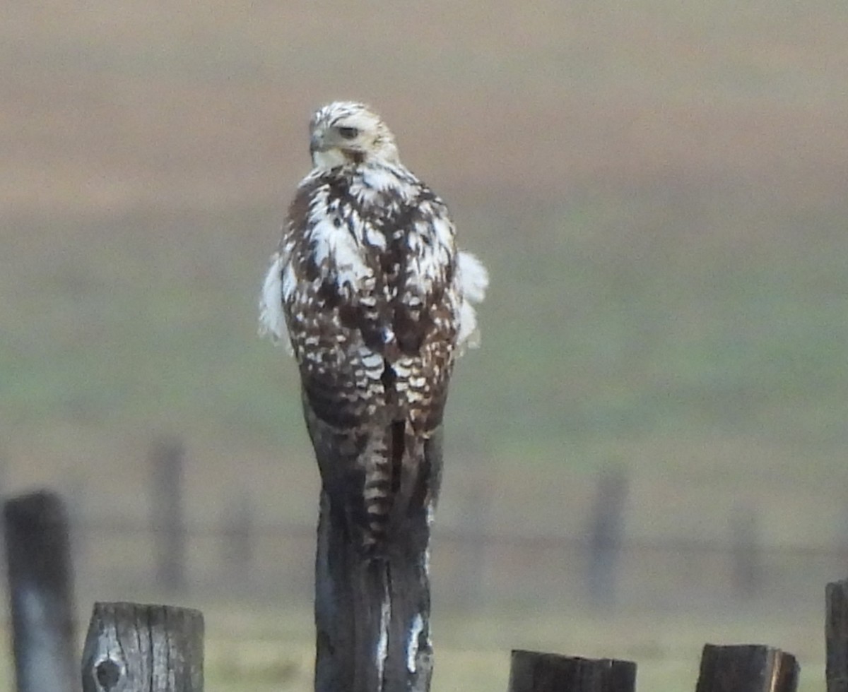 Red-tailed Hawk (Harlan's) - ML617990983