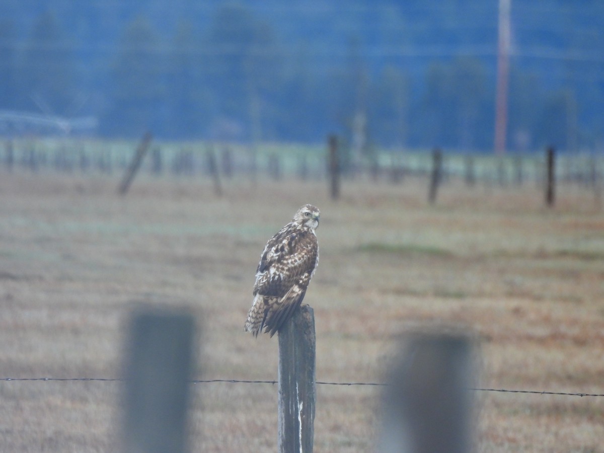 Red-tailed Hawk (Harlan's) - ML617990984