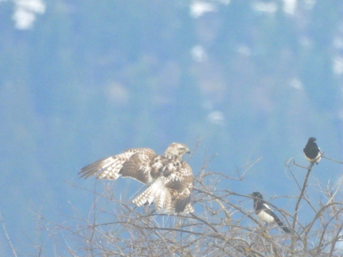 Red-tailed Hawk (Harlan's) - ML617990985