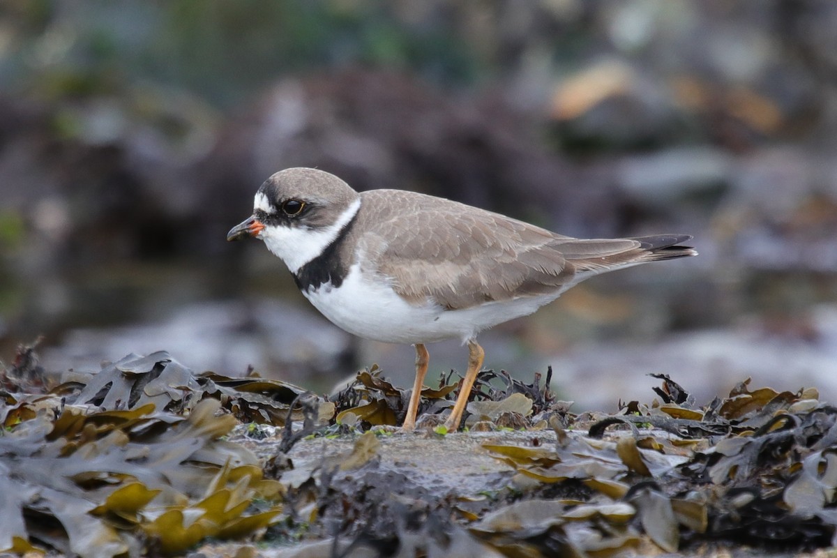 Semipalmated Plover - Mark Byrne