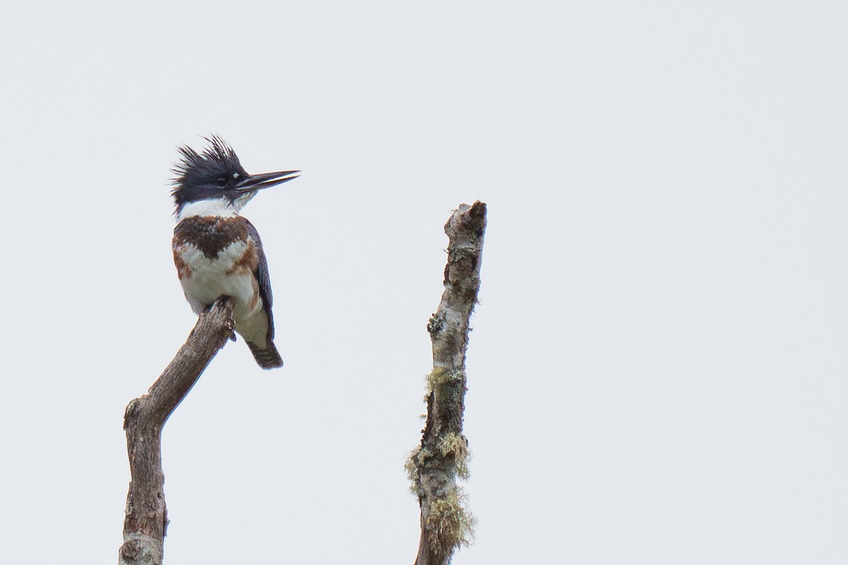 Belted Kingfisher - ML617991006