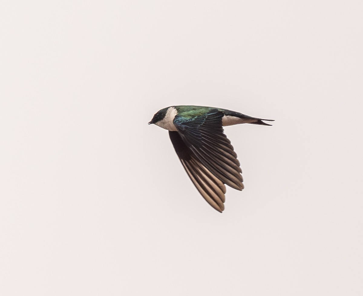 Golden Swallow - Mel Senac