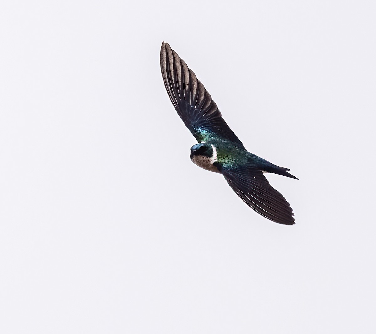 Golden Swallow - ML617991035