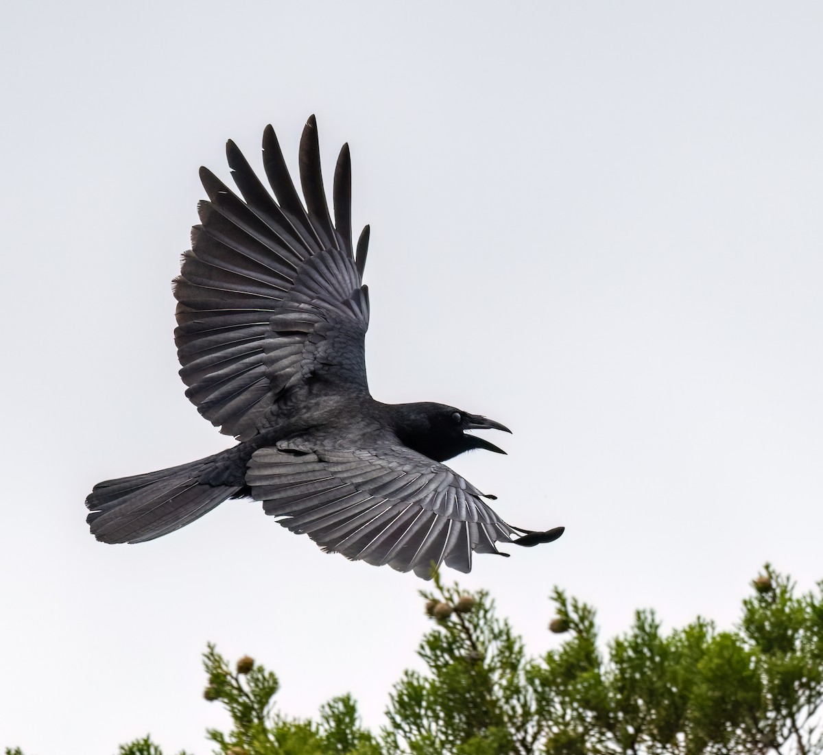 Hispaniolan Palm-Crow - ML617991055