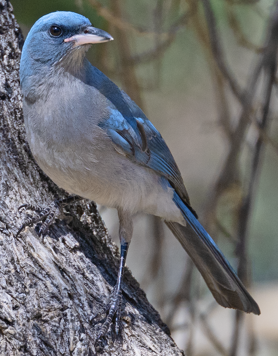 Mexican Jay - ML617991119