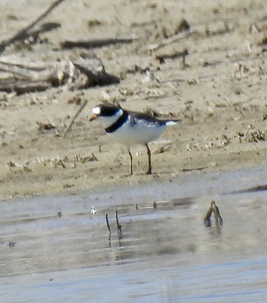 Semipalmated Plover - ML617991125