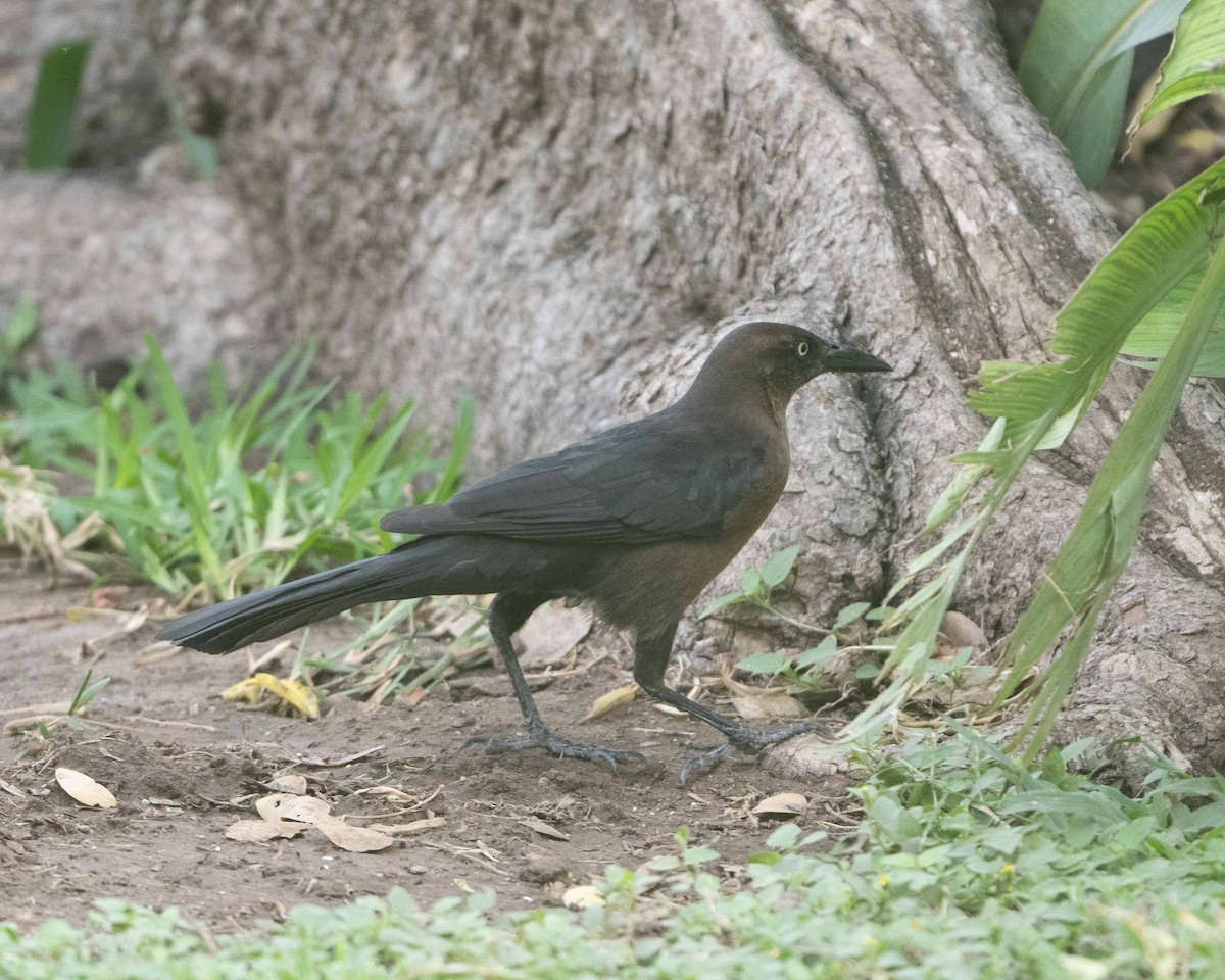 Great-tailed Grackle - ML617991148
