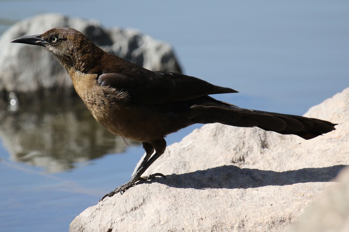 Great-tailed Grackle - ML617991153