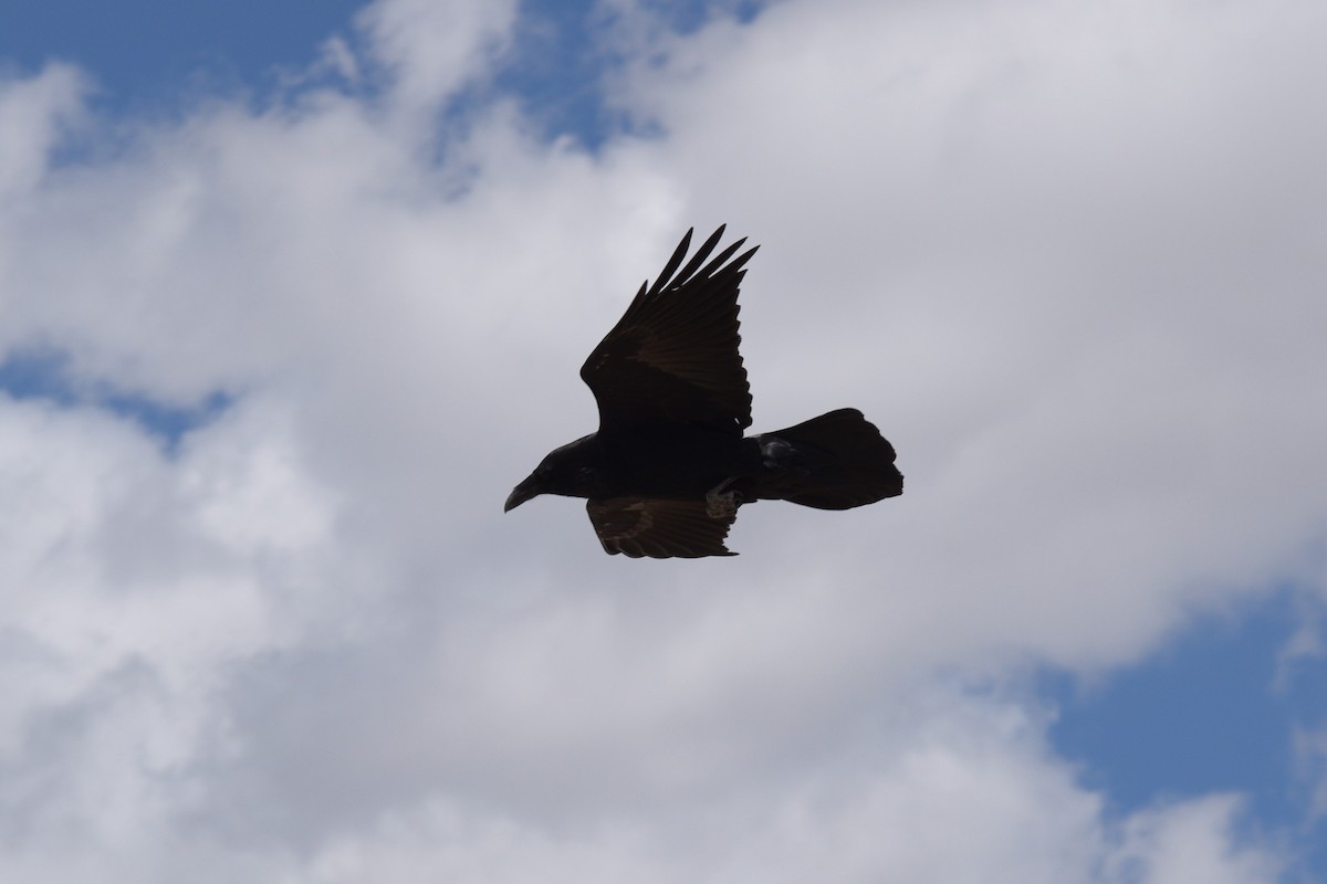 Common Raven - William Harmon