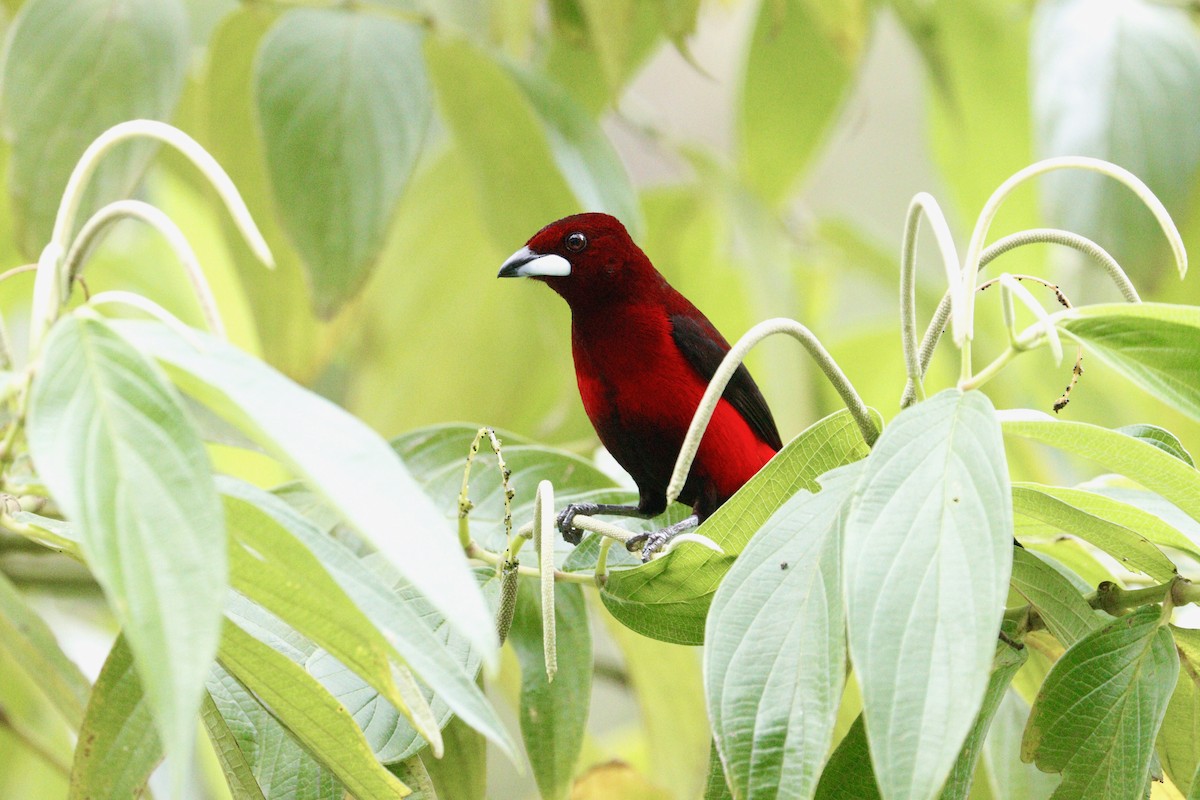 Crimson-backed Tanager - Paul Petrus