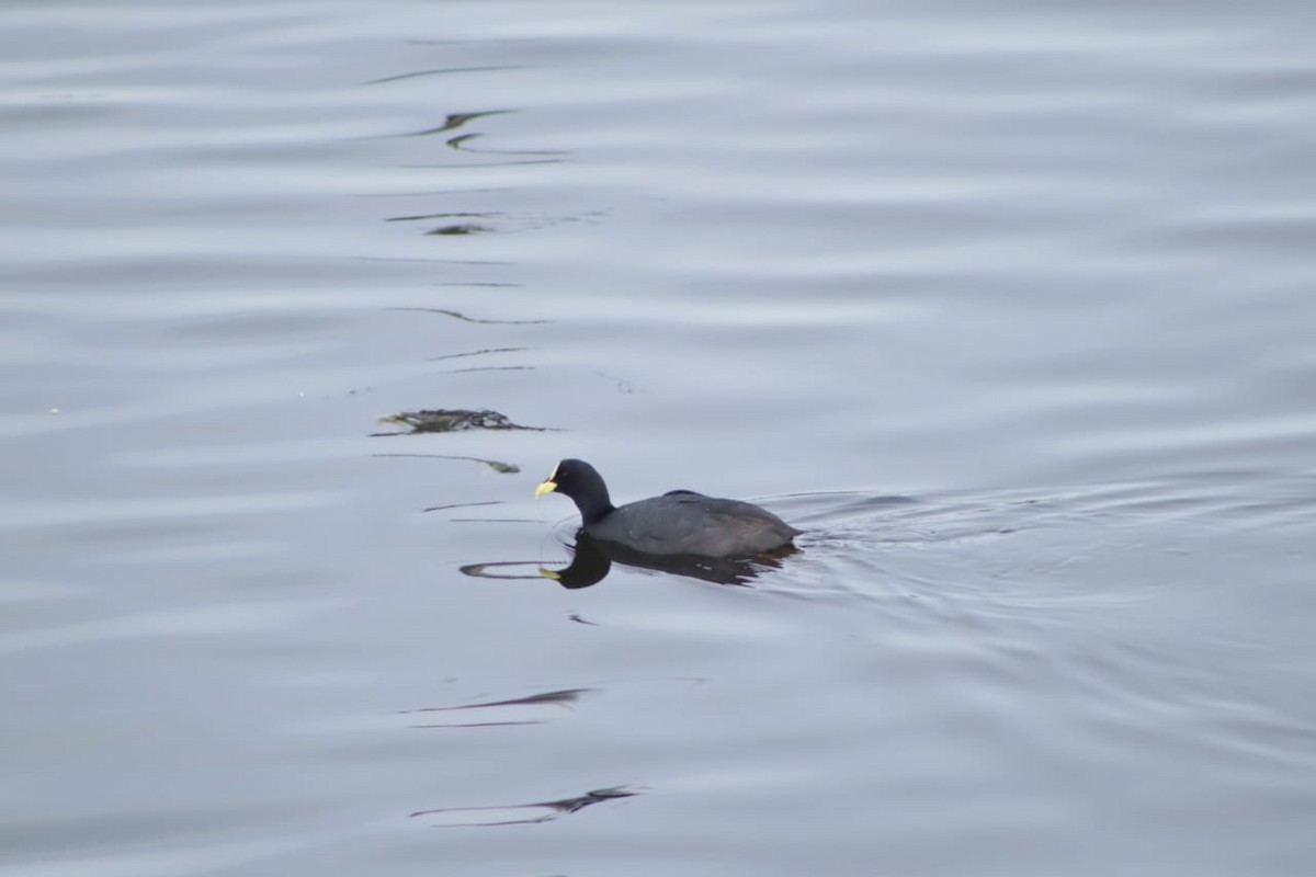 Red-fronted Coot - ML617991226
