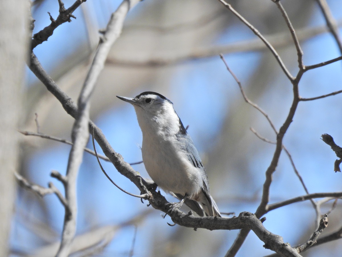 White-breasted Nuthatch - ML617991228