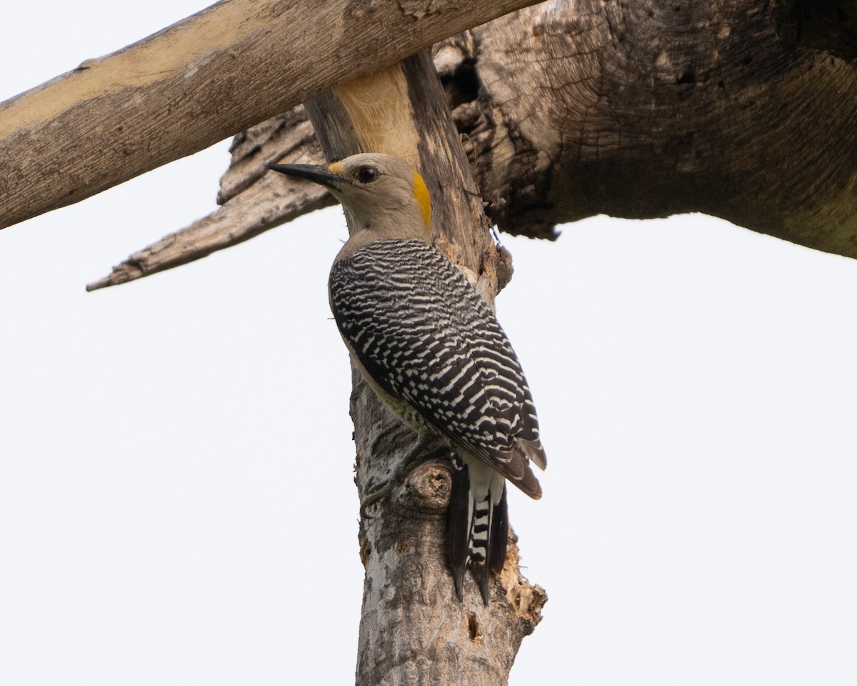 Golden-fronted Woodpecker - ML617991229