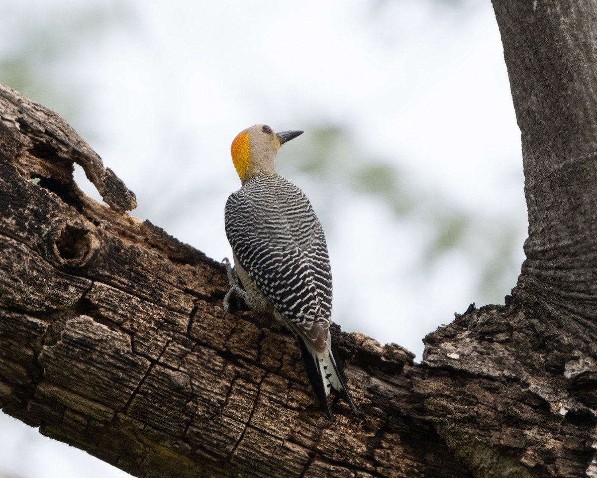 Golden-fronted Woodpecker - Anthony Kaduck