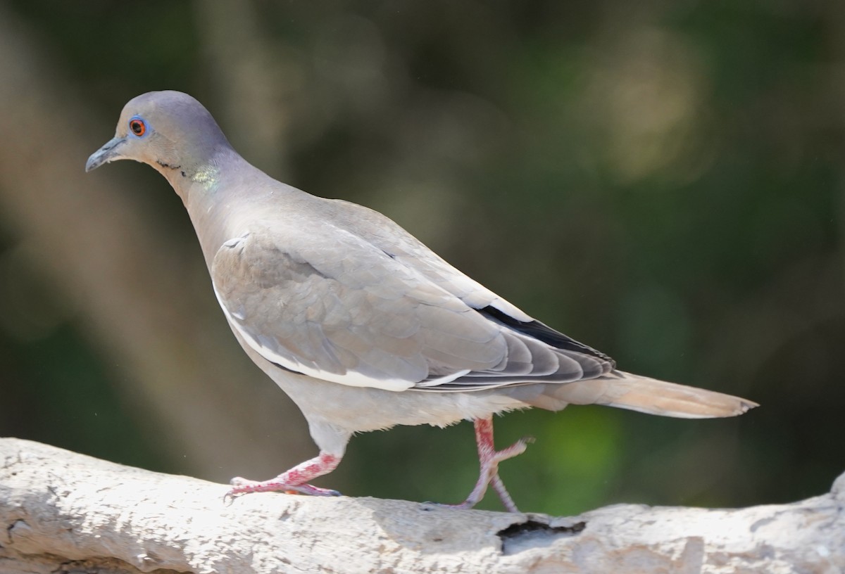White-winged Dove - ML617991238